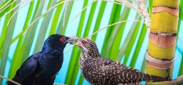 布谷鸟叫声代表什么意思