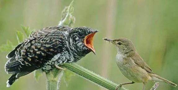 布谷鸟叫声代表什么意思