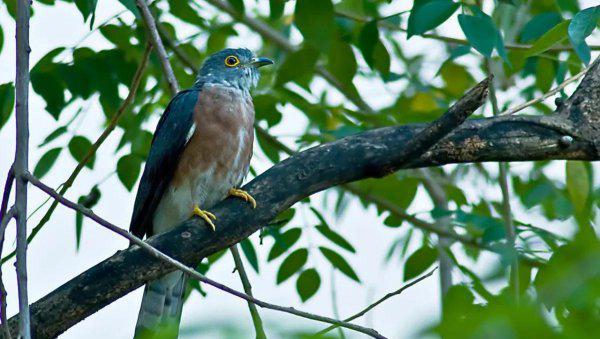 布谷鸟叫声代表什么意思