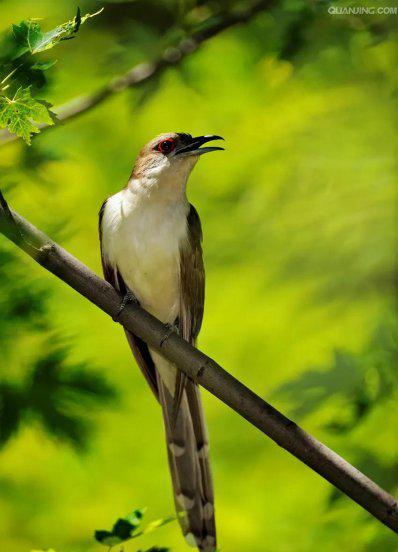 布谷鸟叫声代表什么意思
