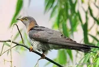 布谷鸟叫声代表什么意思