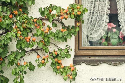 院子有杏树一棵好不好 院里种一棵杏树十几年的吉利吗