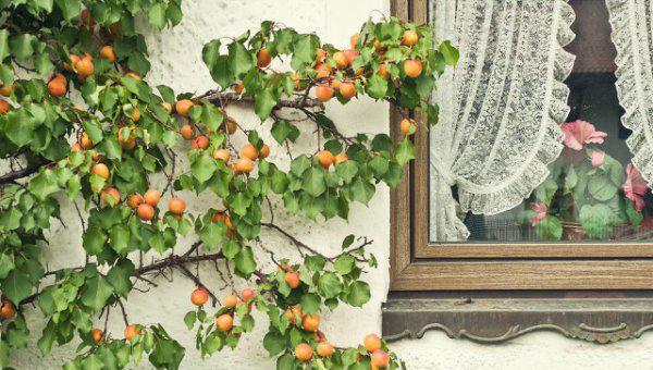 院子有杏树一棵好不好