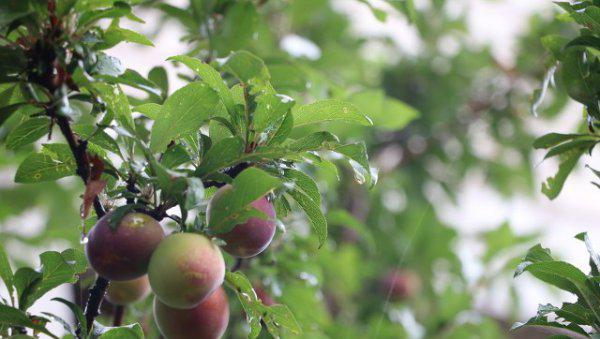 院子有杏树一棵好不好