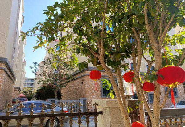 院子有杏树一棵好不好