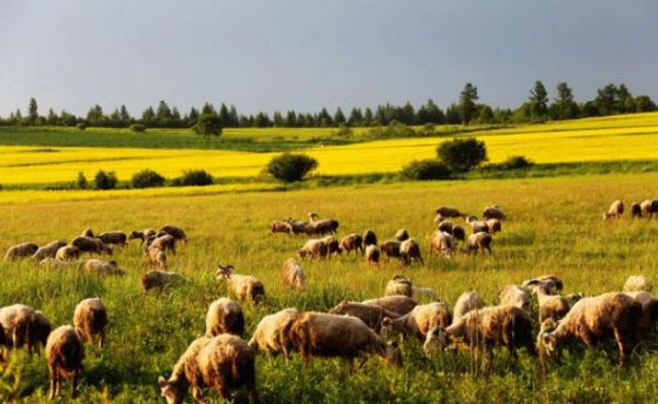 澳大利亚面积多大