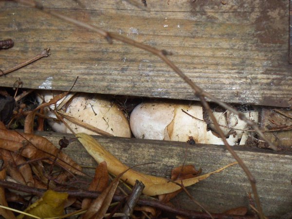 世界上最大的毒蛇是什么