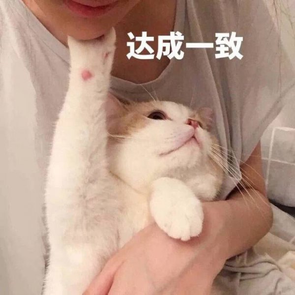 女人养猫的深层意义是什么