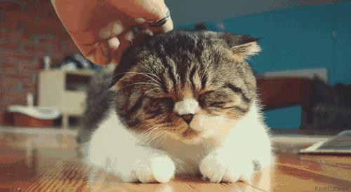 女人养猫的深层意义是什么