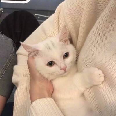 女人养猫的深层意义是什么