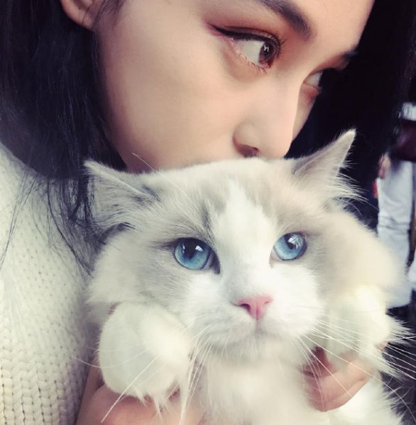 女人养猫的深层意义是什么