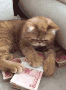 猫饭可以代替猫粮吗 便宜又营养的自制猫饭怎么做