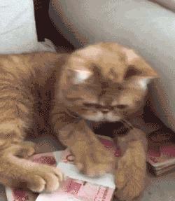 猫饭可以代替猫粮吗