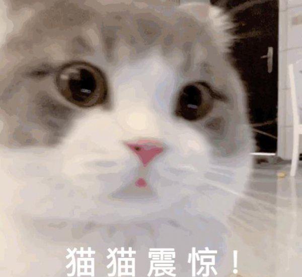 猫饭可以代替猫粮吗