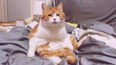 养只猫的一个月开销有多大 养猫每月大概要花多少钱