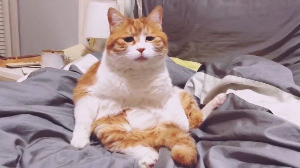 养只猫的一个月开销有多大