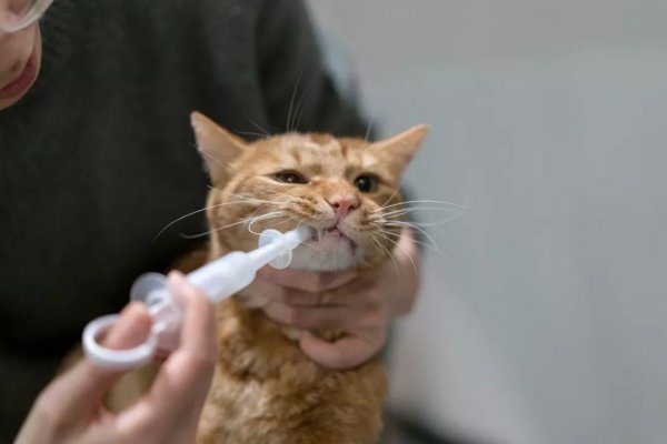 养只猫的一个月开销有多大