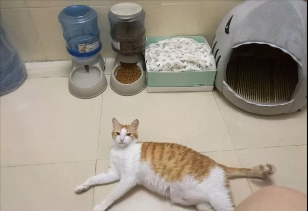 养只猫的一个月开销有多大