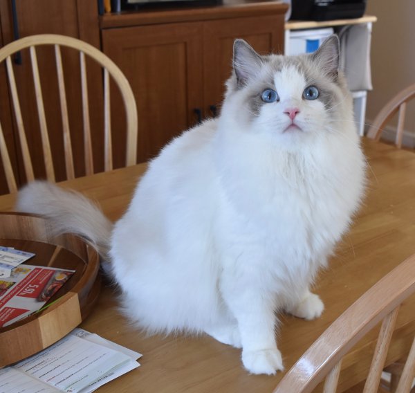 养只猫的一个月开销有多大