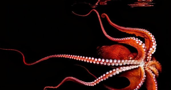 太平洋巨型章鱼长什么样子