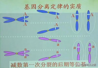 生物中什么是等位基因 等位基因相同基因图解说明