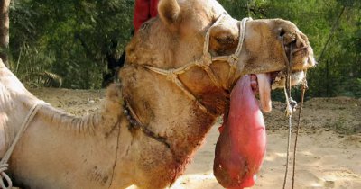 单峰骆驼和双峰骆驼的区别 单峰与双峰骆驼不同之处及特点