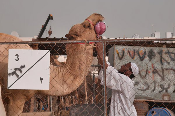 单峰骆驼和双峰骆驼的区别