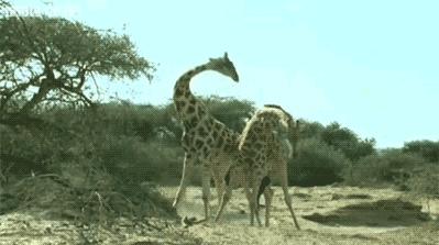 单峰骆驼和双峰骆驼的区别