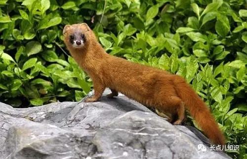 黄鼠狼最忌讳什么东西