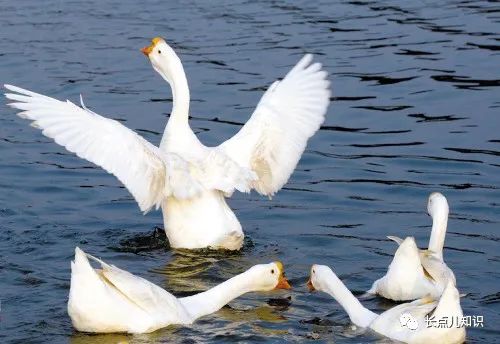 黄鼠狼最忌讳什么东西