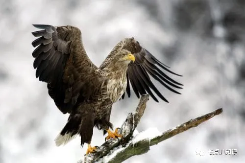 黄鼠狼最忌讳什么东西
