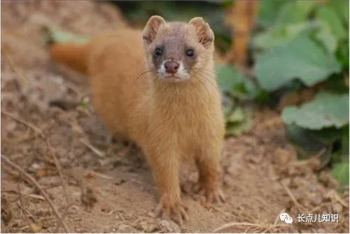 黄鼠狼最忌讳什么东西