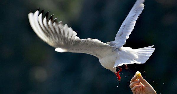 骑鹅旅行记是谁写的