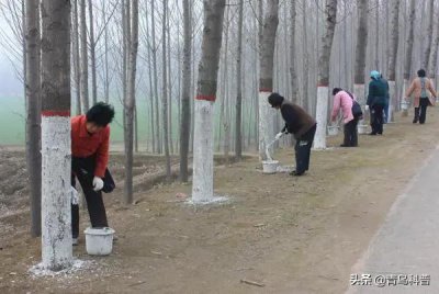 树为什么要刷白漆 冬天为什么要在树根部涂上白色东西