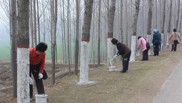 树为什么要刷白漆