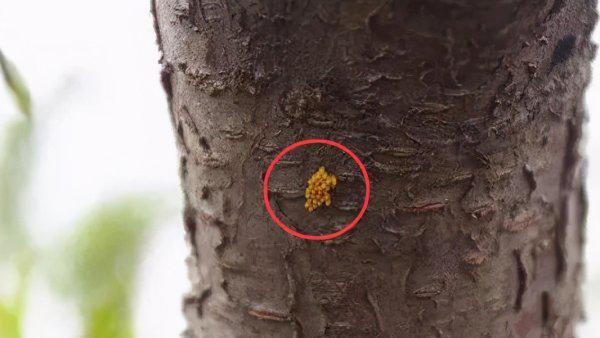 树为什么要刷白漆