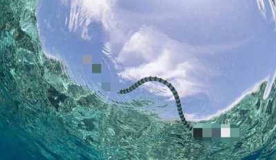 为什么渔民都害怕海蛇 无人敢捕捉的海蛇咬人有多危险