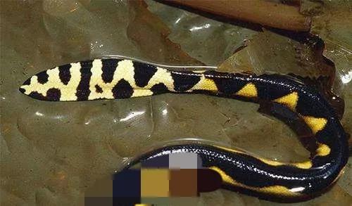 为什么渔民都害怕海蛇