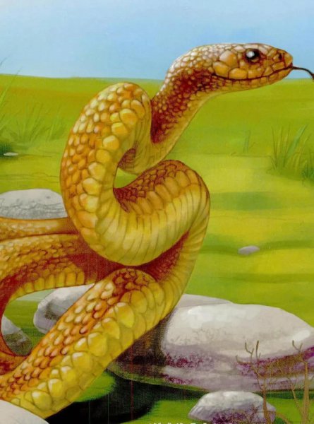 为什么渔民都害怕海蛇