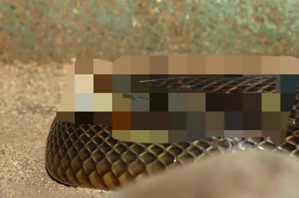 为什么渔民都害怕海蛇