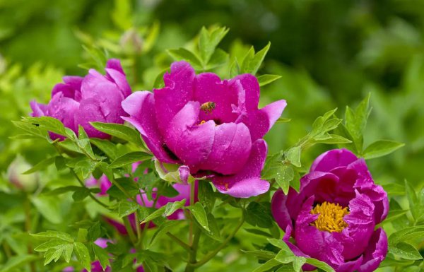 中国国花牡丹象征着什么