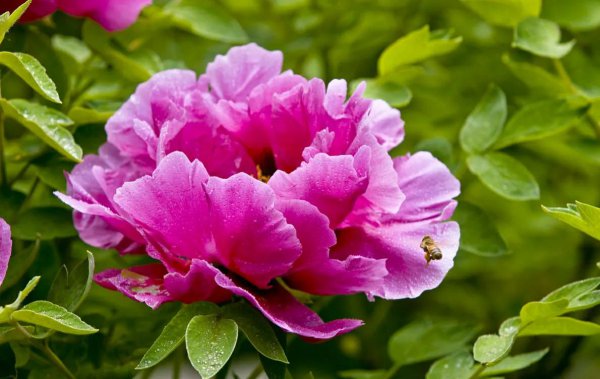 中国国花牡丹象征着什么