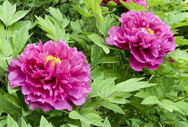 中国国花牡丹象征着什么