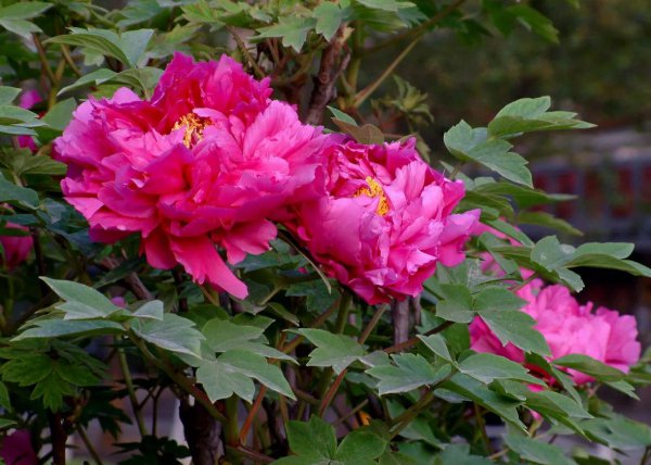 中国国花牡丹象征着什么