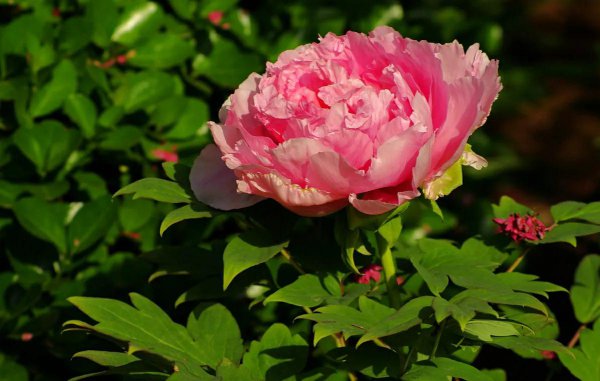 中国国花牡丹象征着什么