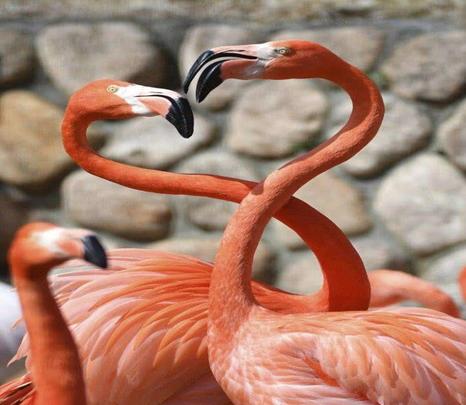 火烈鸟的寓意及象征意义