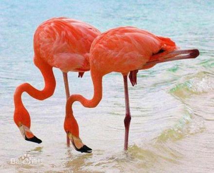 火烈鸟的寓意及象征意义