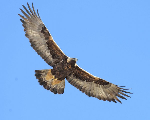 墨西哥人是什么人种类