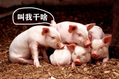 猪是杂食动物吗 深度解析猪不吃肉还能胖起来的原因