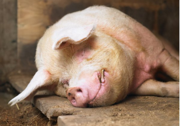 猪是杂食动物吗